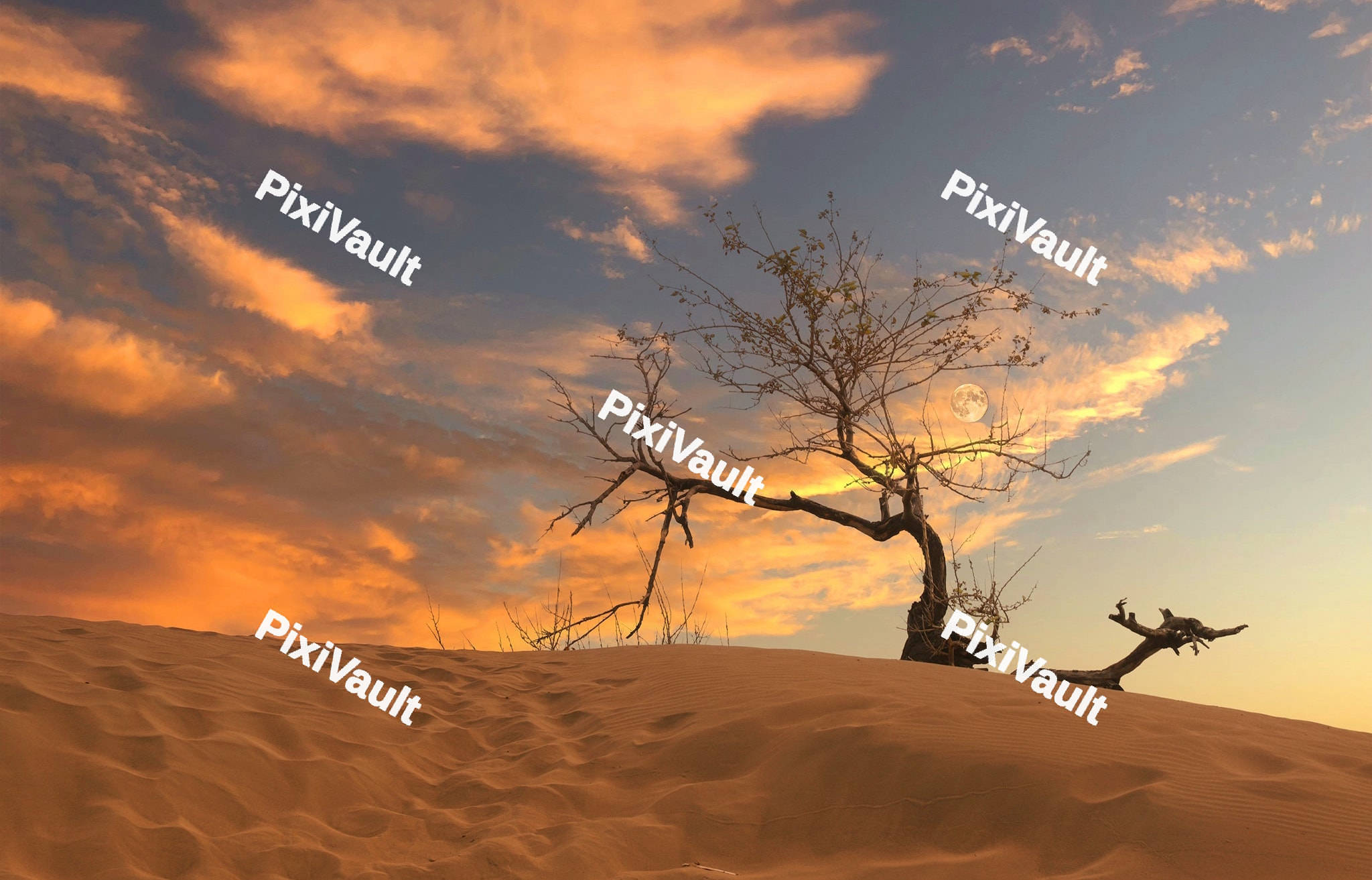 Dead tree in the desert